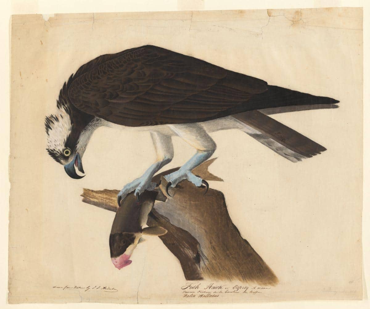 John James Audubon : Osprey and Weakfish fish Hawk 1829 Giclee Fine Art  Print 