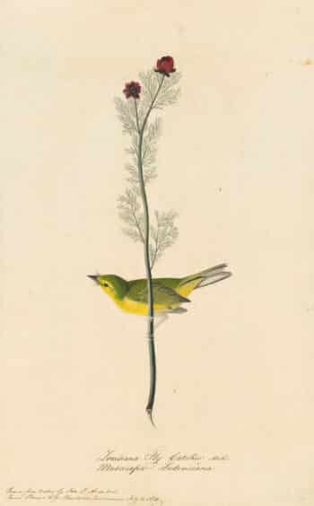 Audubon's Watercolors Pl. 9, Hooded Warbler