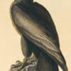 Audubon's Watercolors Pl. 11, Bird of Washington