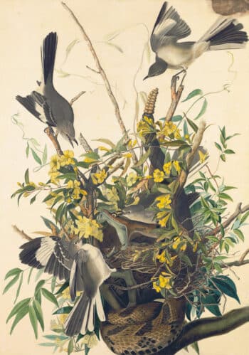Audubon's Watercolors Pl. 21, Mocking Bird