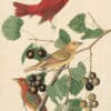 Audubon's Watercolors Pl. 44, Summer Tanager