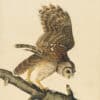 Audubon's Watercolors Pl. 46, Barred Owl
