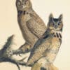 Audubon's Watercolors Pl. 61, Great Horned Owl