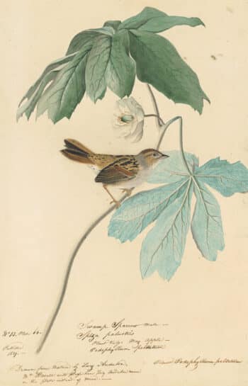 Audubon's Watercolors Pl. 64, Swamp Sparrow