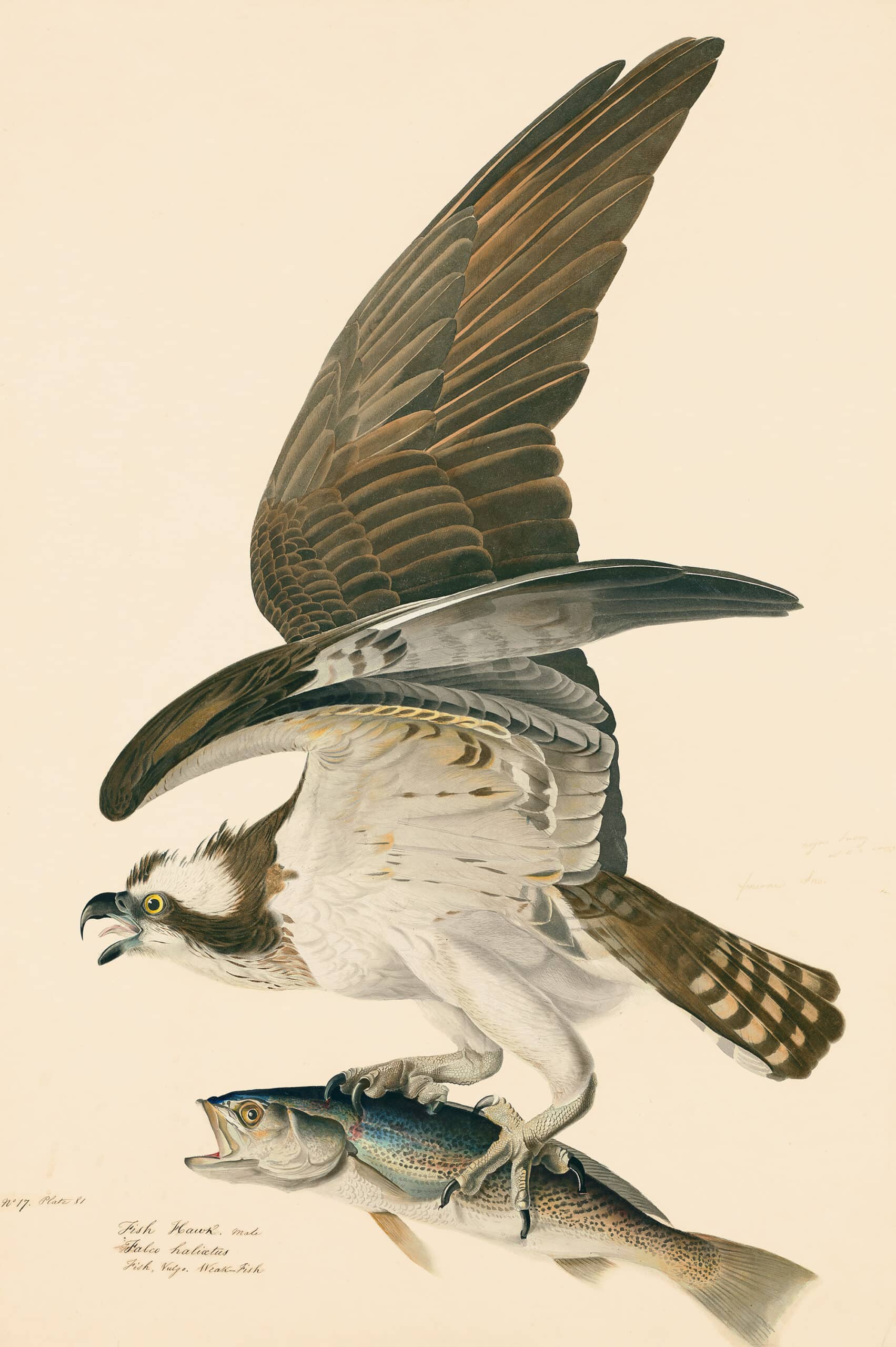 Audubon Aquatint, Fish Hawk or Osprey