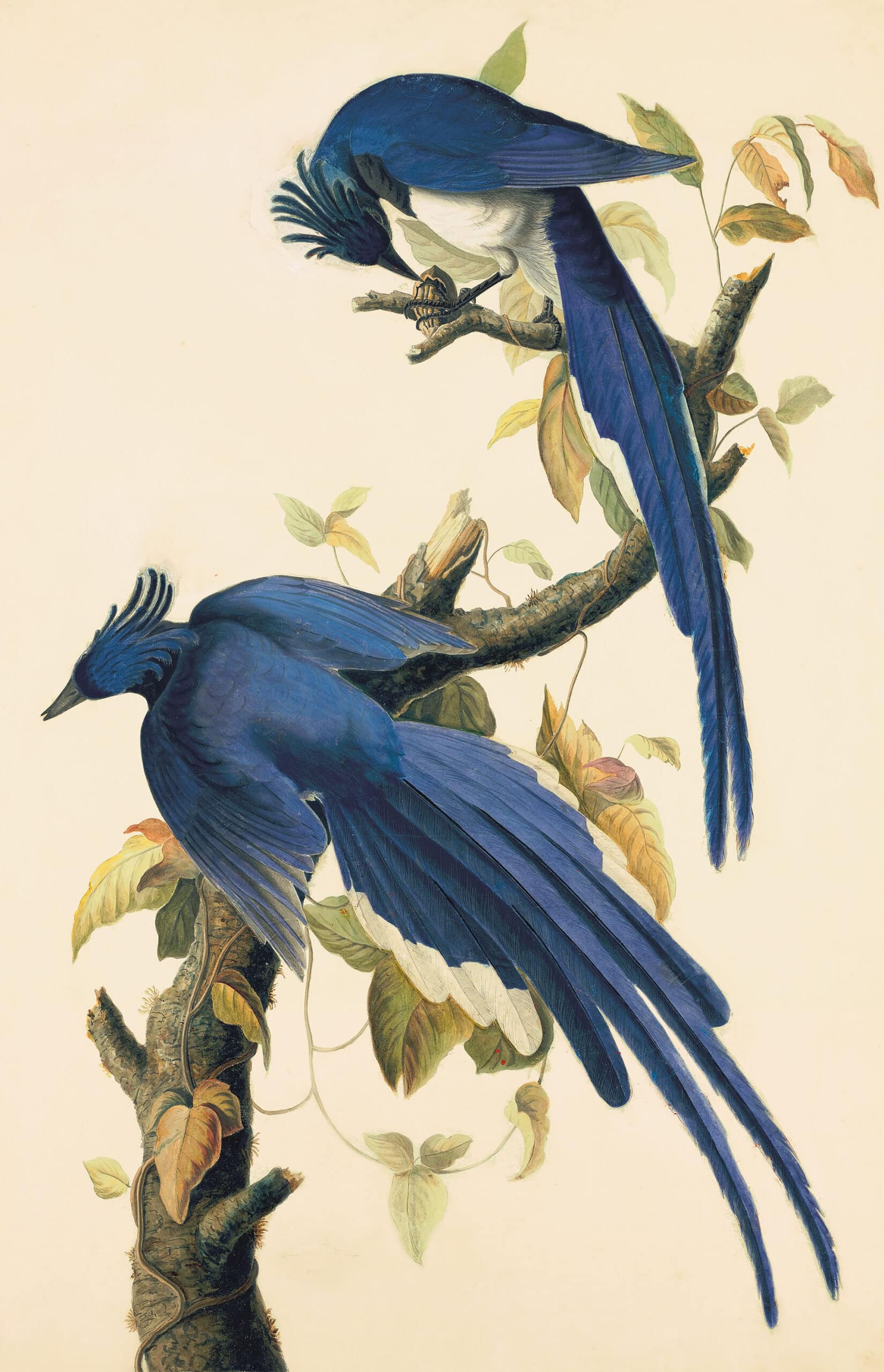 Investigating Audubon's 50 Best Watercolors
