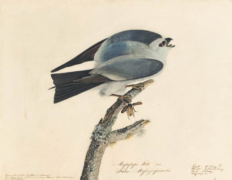 Audubon's Watercolors Pl. 117, Mississippi Kite