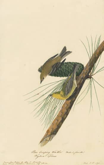 Audubon's Watercolors Pl. 140, Pine Warbler