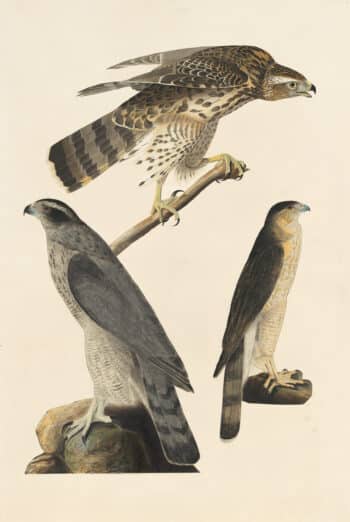Audubon's Watercolors Pl. 141, Northern Goshawk