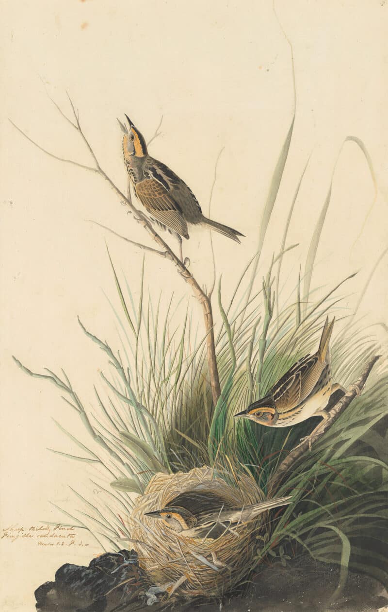 Audubon's Watercolors Pl. 149, Saltmarsh Sharp-tailed Sparrow