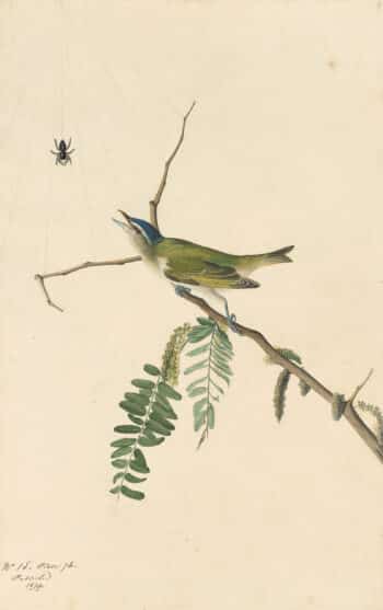 Audubon's Watercolors Pl. 150, Red-eyed Vireo