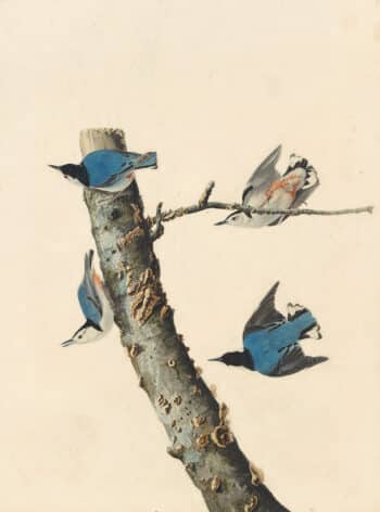 Audubon's Watercolors Pl. 152, White-breasted Nuthatch