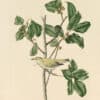 Audubon's Watercolors Pl. 154, Tennessee Warbler