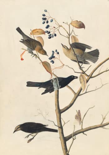 Audubon's Watercolors Pl. 157, Rusty Blackbird