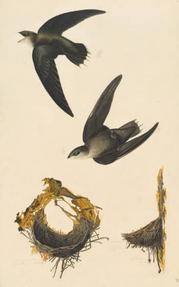 Audubon's Watercolors Pl. 158, Chimney Swift