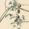 Audubon's Watercolors Pl. 160, Carolina Chickadee