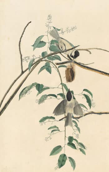 Audubon's Watercolors Pl. 160, Carolina Chickadee