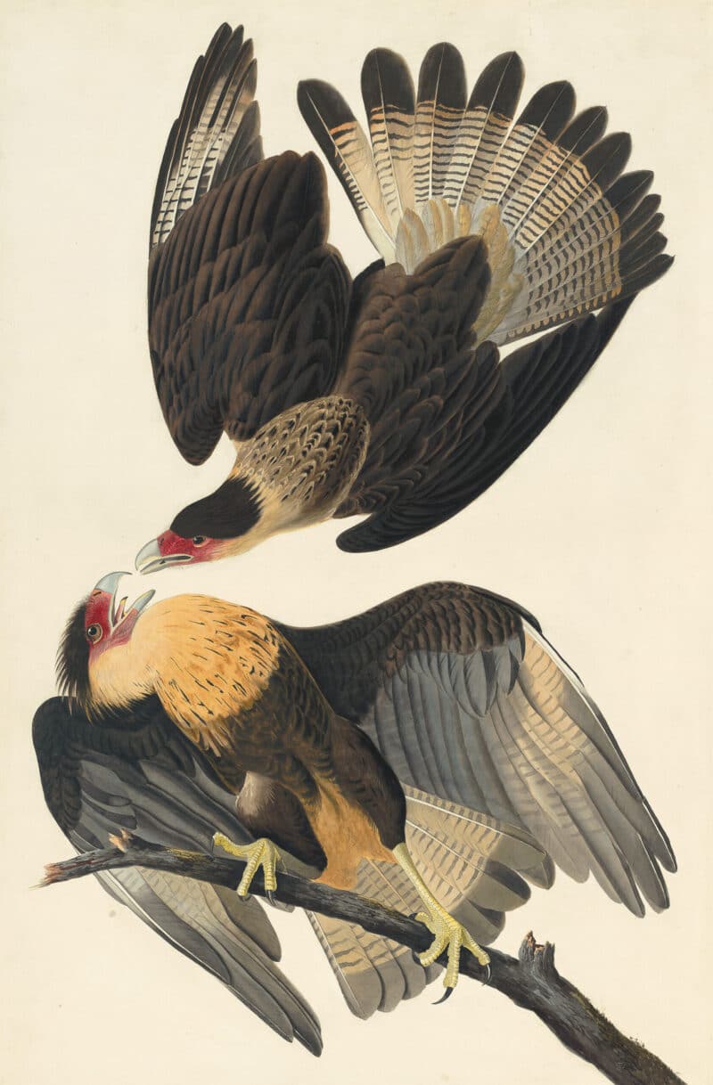 Audubon's Watercolors Pl. 161, Crested Caracara