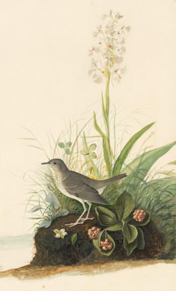 Audubon's Watercolors Pl. 164, Veery
