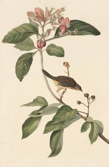 Audubon's Watercolors Pl. 165, Bachman's Sparrow