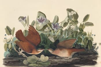 Audubon's Watercolors Pl. 167, Key West Quail-dove