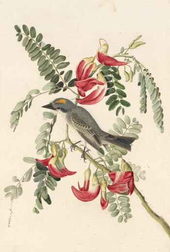 Audubon's Watercolors Pl. 170, Gray Kingbird