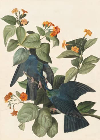 Audubon's Watercolors Pl. 177, White-crowned Pigeon