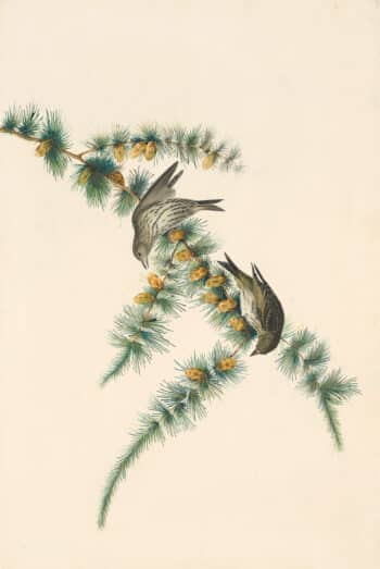 Audubon's Watercolors Pl. 180, Pine Siskin