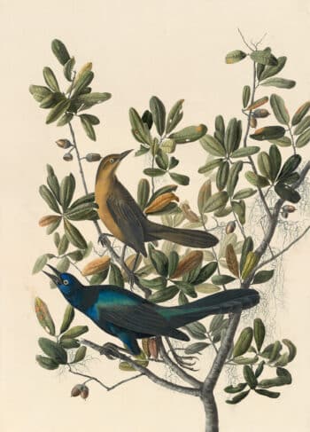 Audubon's Watercolors Pl. 187, Boat-tailed Grackle