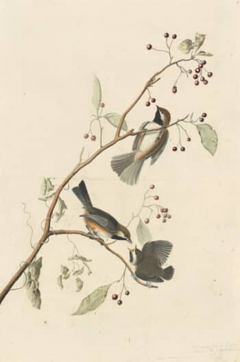 Audubon's Watercolors Pl. 194, Boreal Chickadee