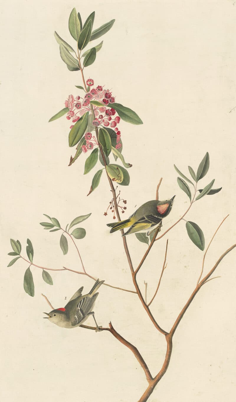 Audubon's Watercolors Pl. 195, Ruby-crowned Kinglet