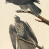 Audubon's Watercolors Pl. 196, Labrador Falcon