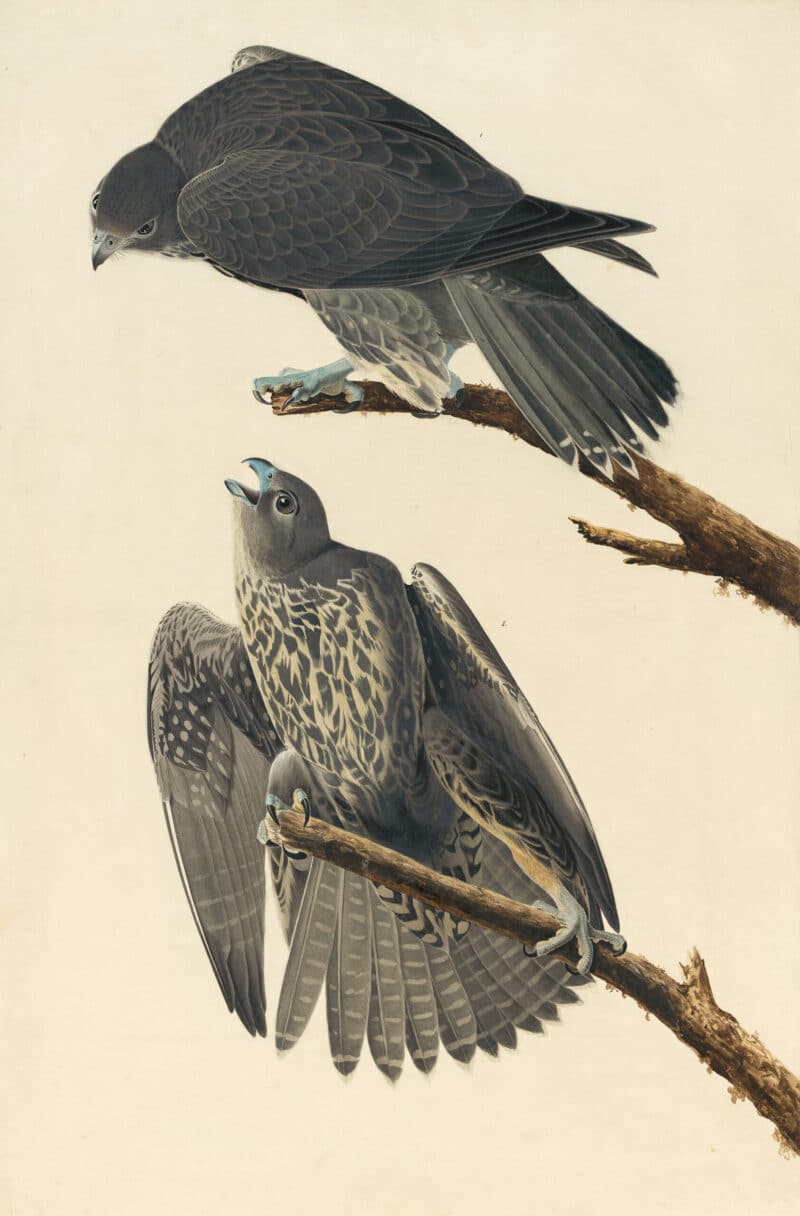Audubon's Watercolors Pl. 196, Labrador Falcon