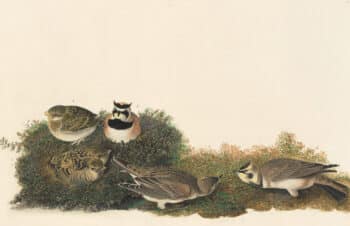 Audubon's Watercolors Pl. 200, Horned Lark