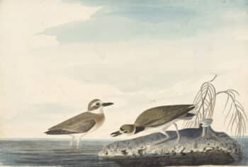 Audubon's Watercolors Pl. 209, Wilson's Plover