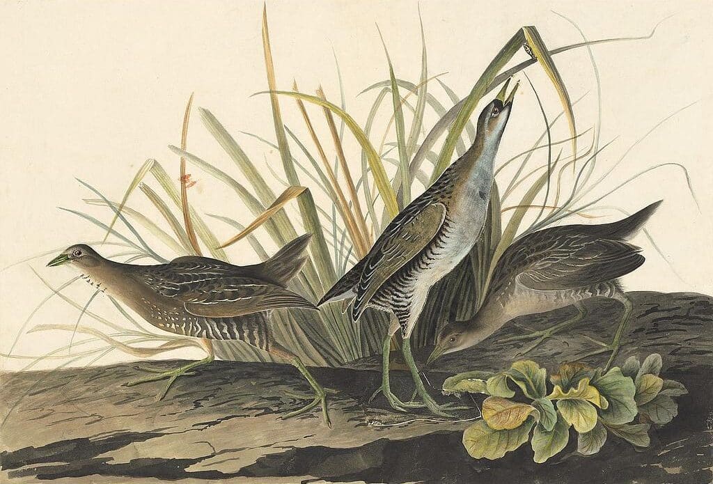 Audubon's Watercolors Pl. 233, Sora