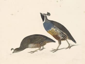 Audubon's Watercolors Pl. 413, California Quail