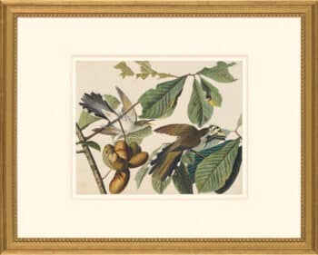 Audubon's Watercolors Octavo Pl. 2, Yellow-billed Cuckoo