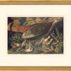 Audubon's Watercolors Octavo Pl. 6, Great American Hen & Young