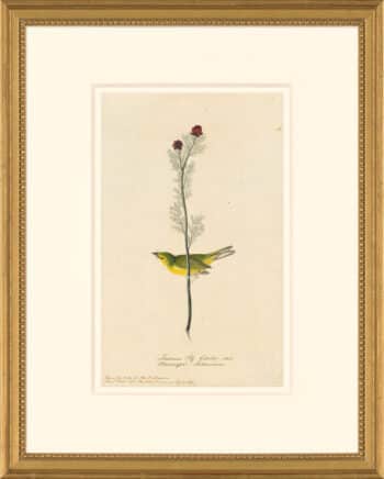 Audubon's Watercolors Octavo Pl. 9, Hooded Warbler