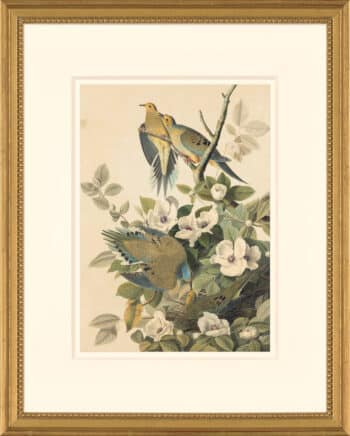 Audubon's Watercolors Octavo Pl. 17, Carolina Pigeon or Turtle Dove
