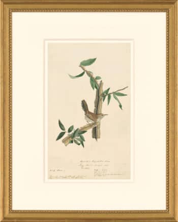 Audubon's Watercolors Octavo Pl. 18, Bewick's Wren
