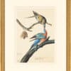 Audubon's Watercolors Octavo Pl. 62, Passenger Pigeon