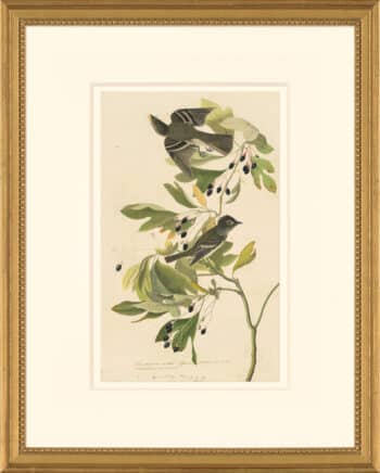 Audubon's Watercolors Octavo Pl. 144, Acadian Flycatcher