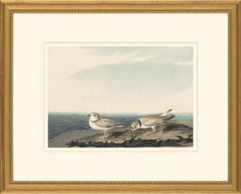 Audubon's Watercolors Octavo Pl. 220, Piping Plover