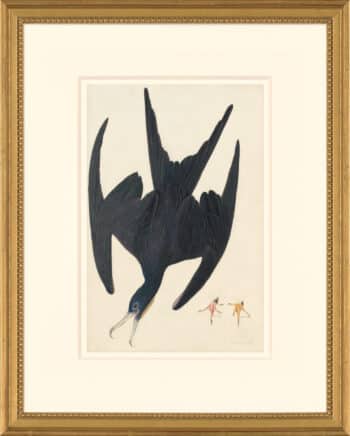 Audubon's Watercolors Octavo Pl. 271, Magnificent Frigatebird