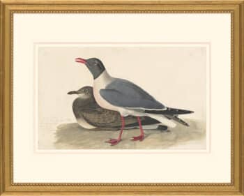 Audubon's Watercolors Octavo Pl. 314, Laughing Gull