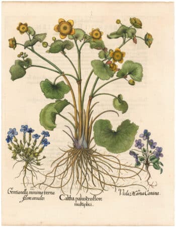 Besler 1st Ed. Pl. 113, Wood Violet; Marsh Marigold; Spring Gentian