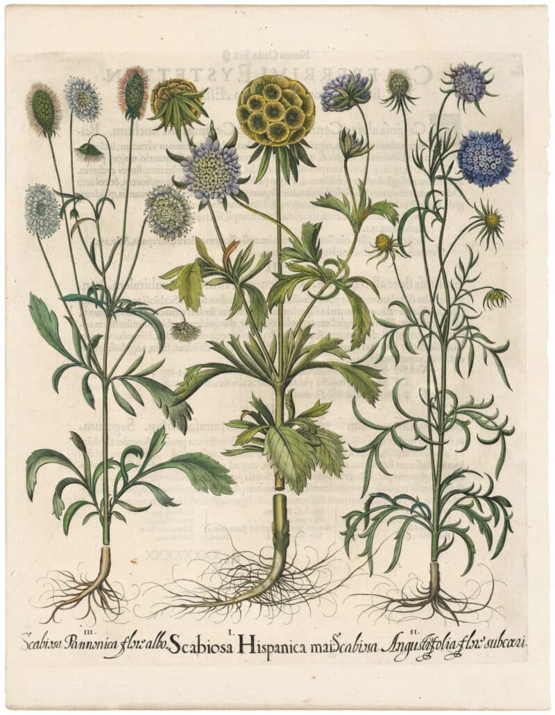 Besler 1st Ed. Pl. 258, Stellate Pincushion Flower; Pheasants-eye; Scabiosa