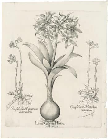 Besler Deluxe Ed. Pl. 65, Pancratium, Pink pussytoes, White pussytoes